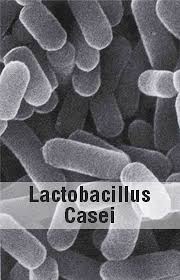 lactobacillusCasei