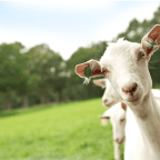 CANNABIS & THE MILKY WAY – ANTIVIRAL MILK SOAPS FOR YOUR GROW?